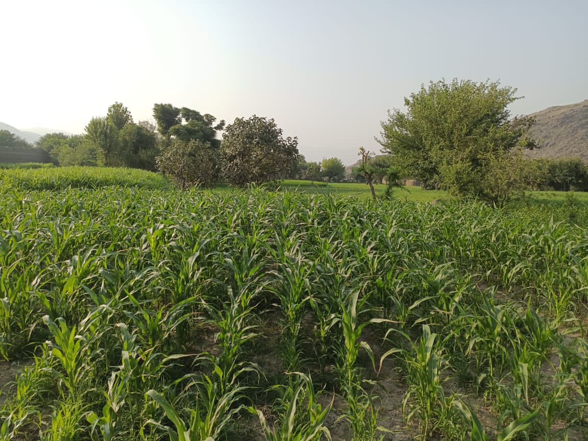 ننګرهار کې پر نږدې ۳۰ زره هکتاره ځمکه جوار کرل شوي