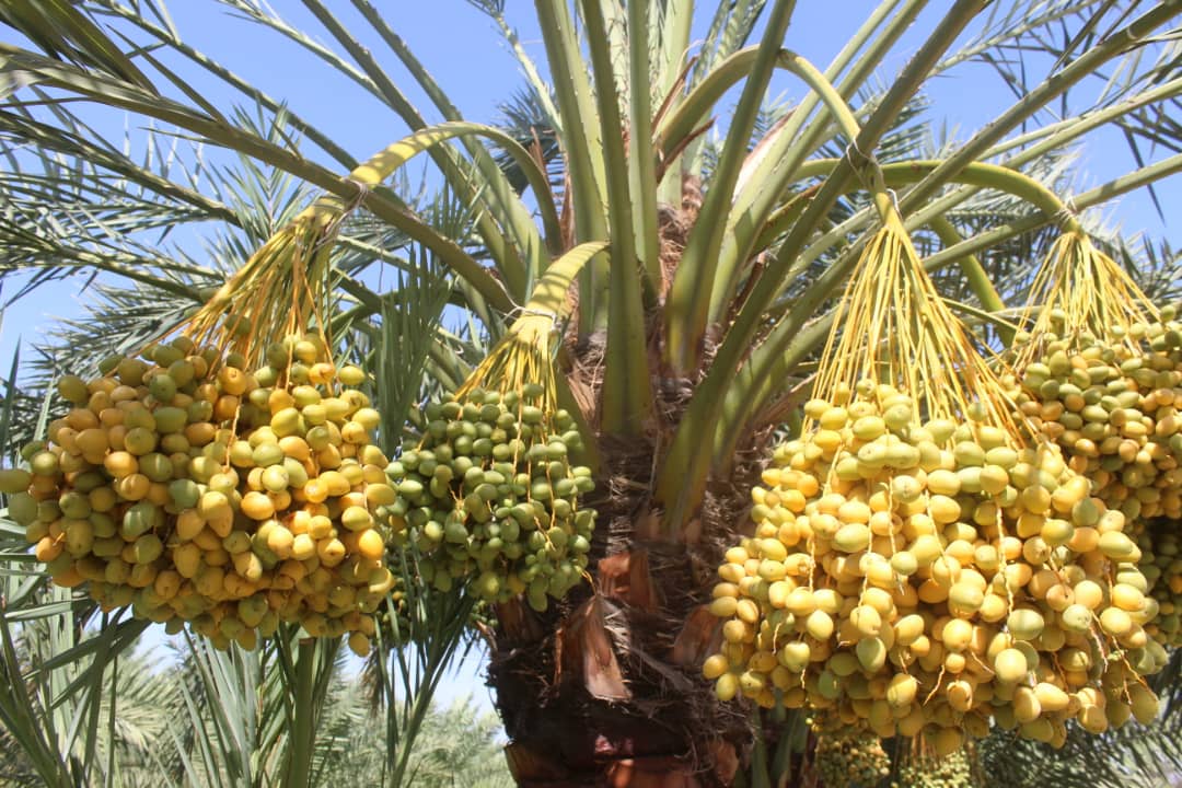 دخرماوو حاصلاتو زیاتوالي په پار هڅې؛ ننګرهار کې د خرماوو ۶۵ جریبه بڼونه جوړ شوي
