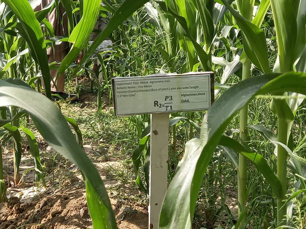 خوست کې د جوارو ننداریزې کروندې جوړې شوي دي