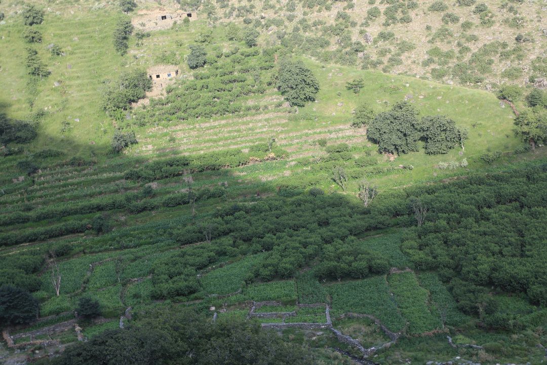 د ځنګلونو پر ساتنې او خوندیتوب د مالي او اداري مرستیال ټینګار