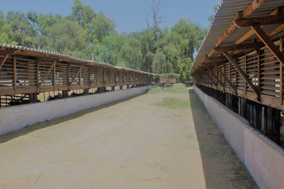 د کانال رياست د مالدارۍ فارم هره ورځ ۳۰۰ ليټره شيدې توليدوي
