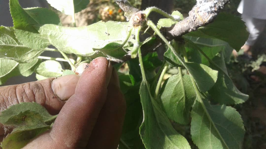 آگاهی دهی برای دهقانان ولسوالی فرزه کابل در مورد کنترول امراض و آفات نباتی