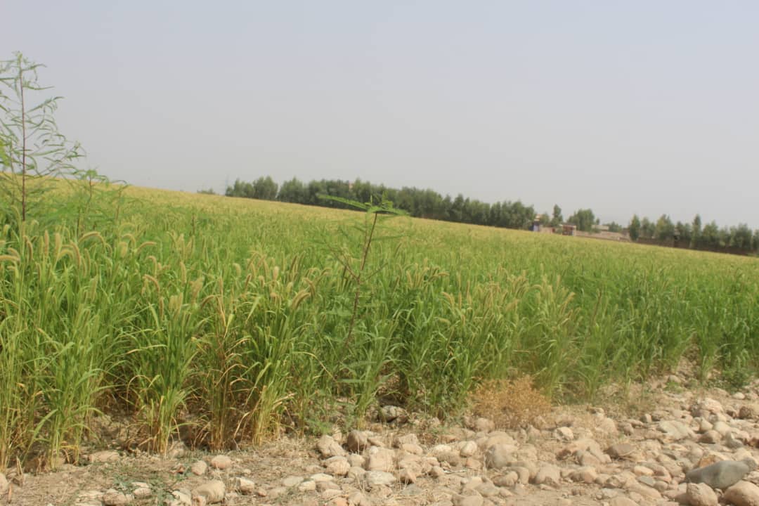د ننګرهار کانال شرکت: دکانال په زیاته اندازه ځمکه ږدن کرل شوي
