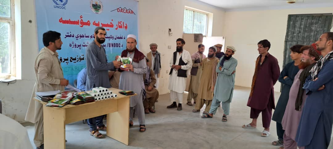 د لغمان الینګار کې د کاهو ننداریزې کروندې جوړېږي