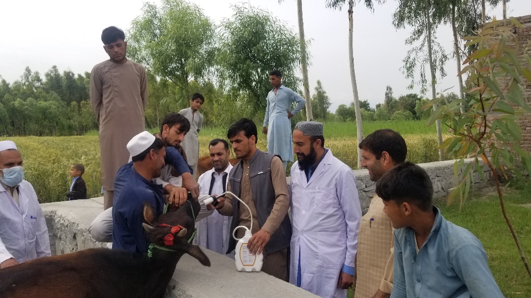 ننګرهار کې د مالدارۍ سکټور خوندیتوب په پار هڅې؛ ۲۵۰ زره څارویو ته د چنجیو ضد درمل ورکول کېږي