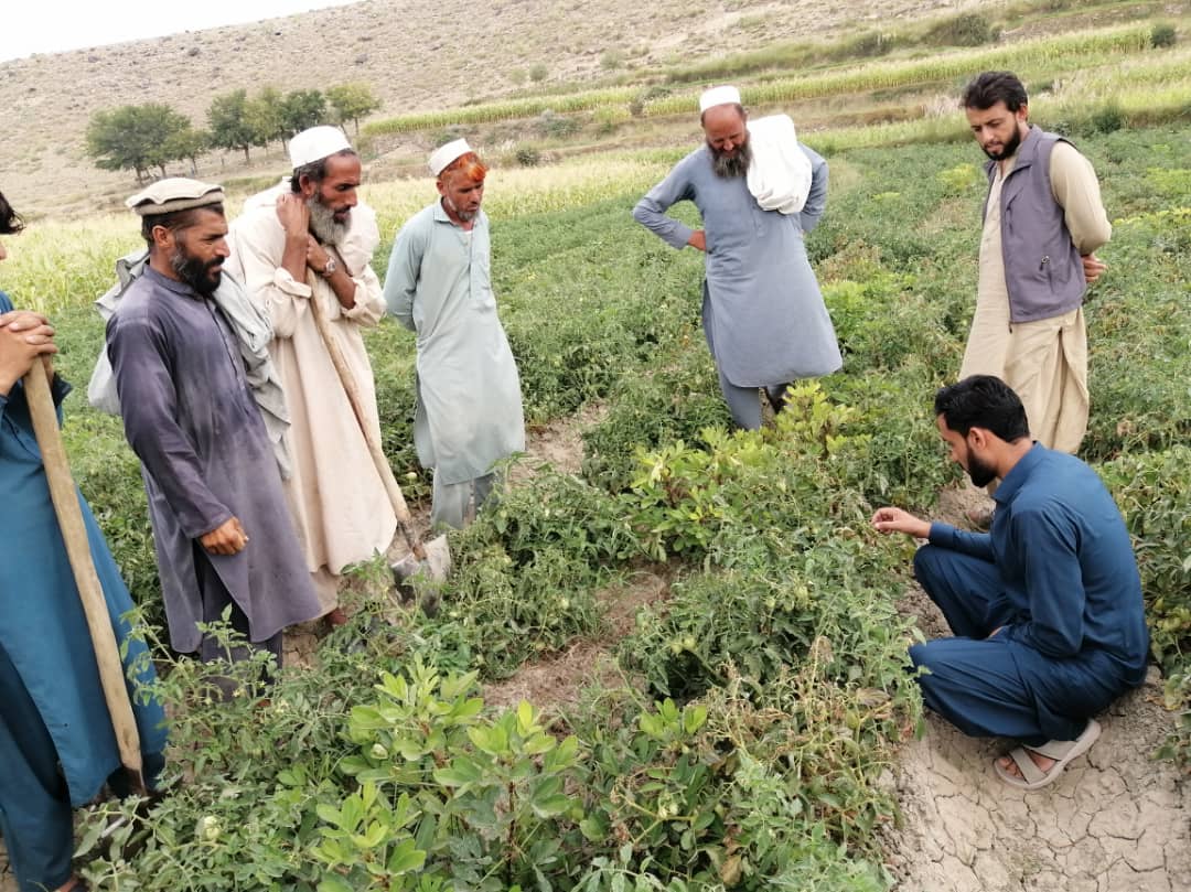 ننګرهار کې ۶۰ تنو بزګرانو ته د بوټو ناروغیو مخنیوي  په پار روزنه ورکړل شوه