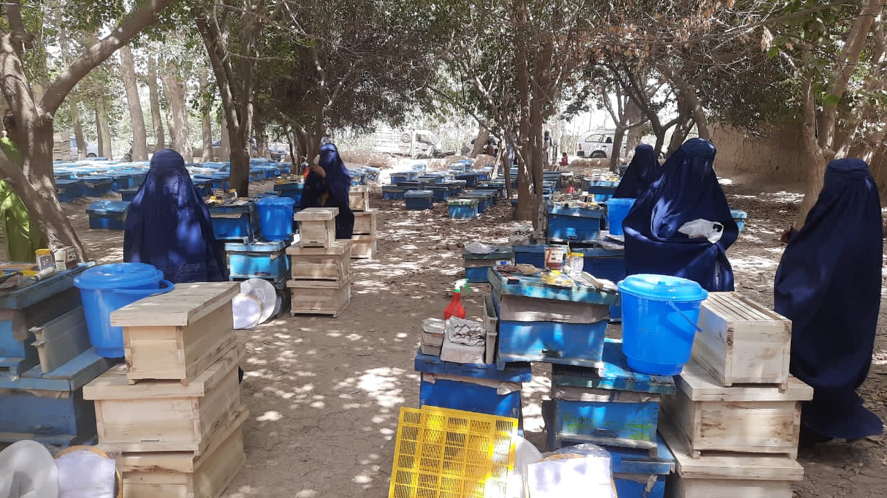 به ۲۲ خانم آسیبپذیر در ولسوالی گلتیپه ولایت کندز زنبور عسل و وسایل آن توزیع گردید