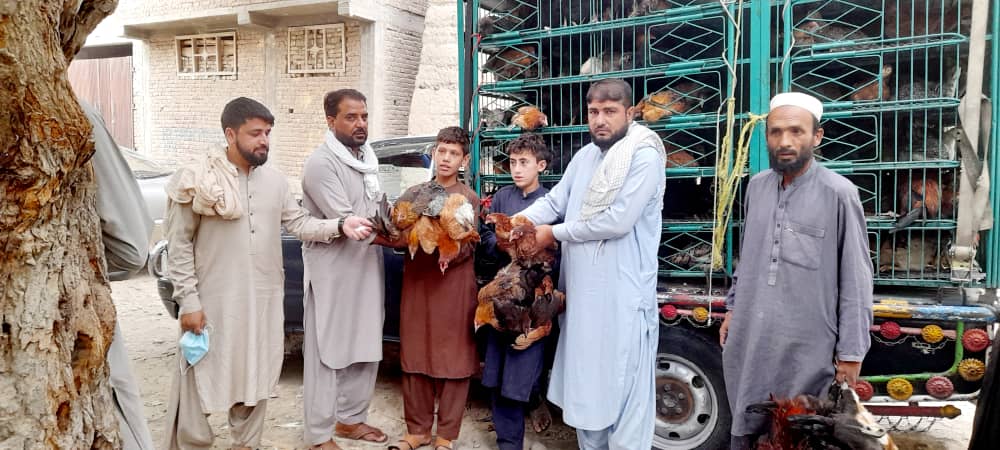 توزیع مرغ تخمی برای ۵۰ فامیل نیازمند در ولایت لغمان