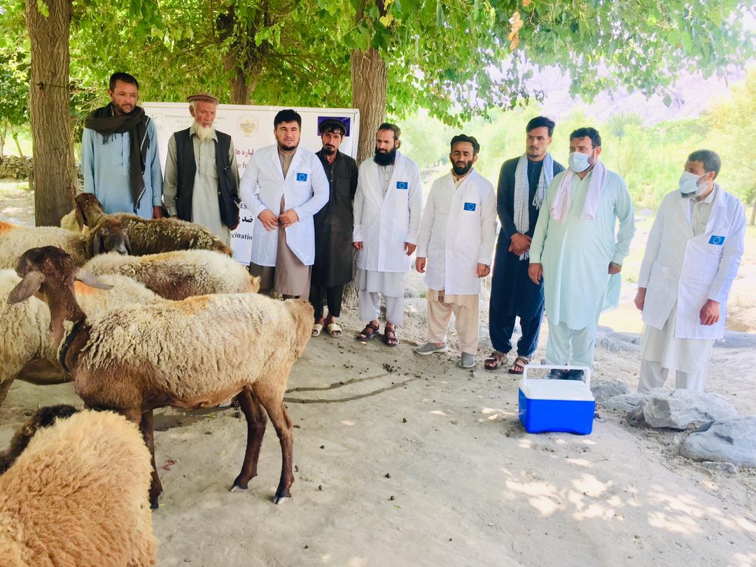ننګرهار کې د مالدارۍ سکټور خوندیتوب په پار هڅې؛  ۱۰۶ زره څارویو ته د پوستکې د دانو او طاعون واکسینونه کېږي
