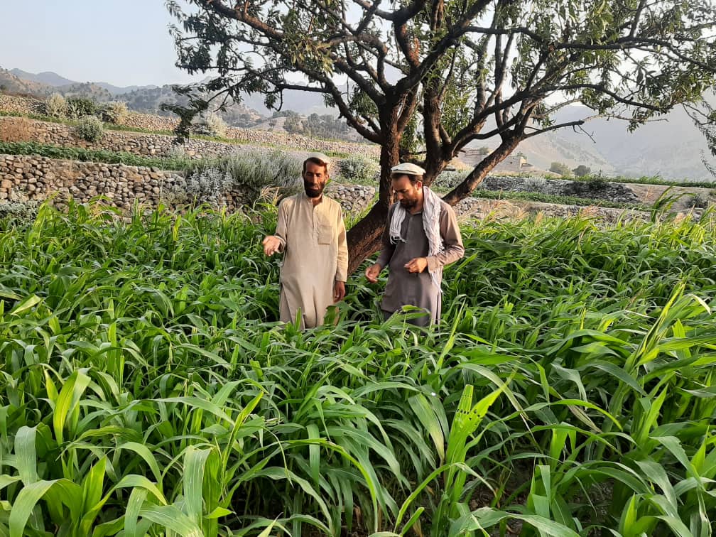 ننګرهار کې  ۴۵ کروندګر وروزل شول