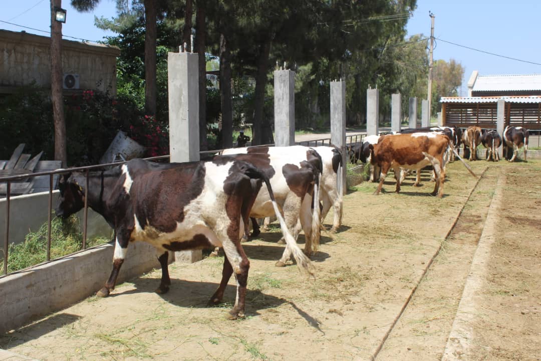 د مالدارۍ سکټور پراختیا او لبنیاتو په برخه کې د ځآن بسیاینې په پار د ننګرهار کانال شرکت هڅې