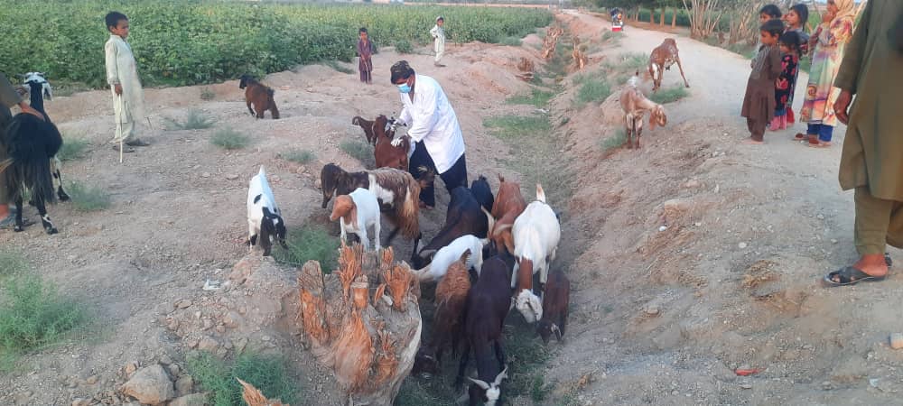 دهلمند مارجه کې وړو شخوند وهونکو څارویو ته د واکسینونو د تطبیق لړۍ پیل شوه