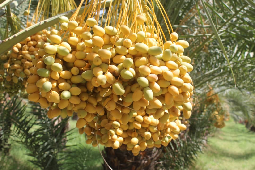 د ننګرهار کانال د خرما بڼ حاصلات ډېر شوي