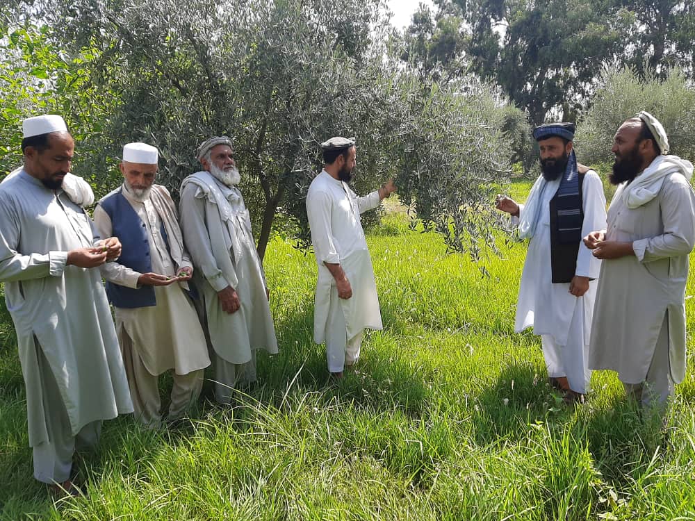 د ننګرهار کانال شرکت: نږدې راتلونکې کې به د زیتونو اچار او تېلو پروسس پیل شي
