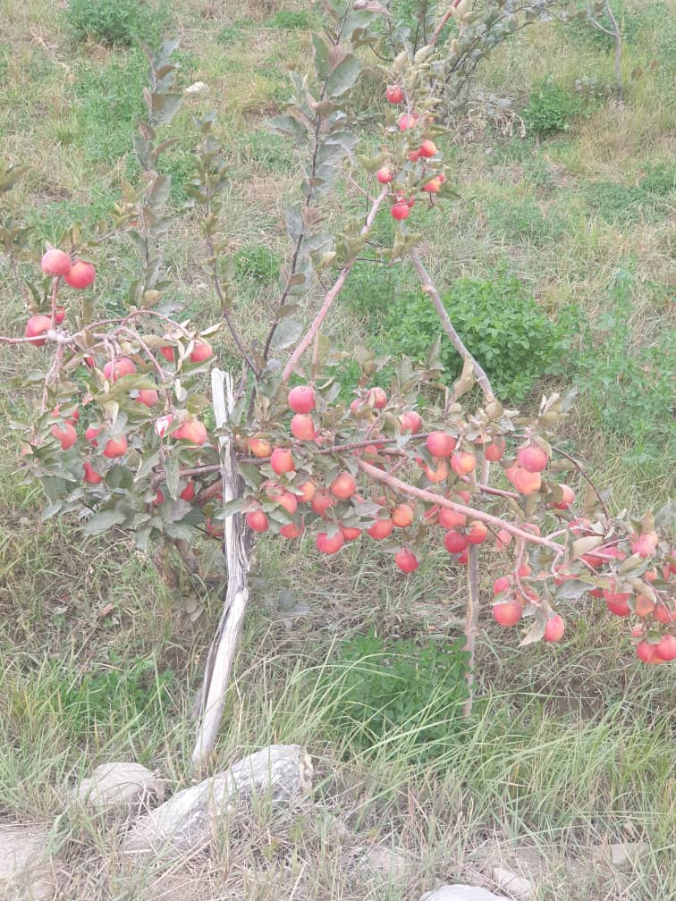 سفر رئیس زراعت ولایت بدخشان به ولسوالیهای زیباک و اشکاشم