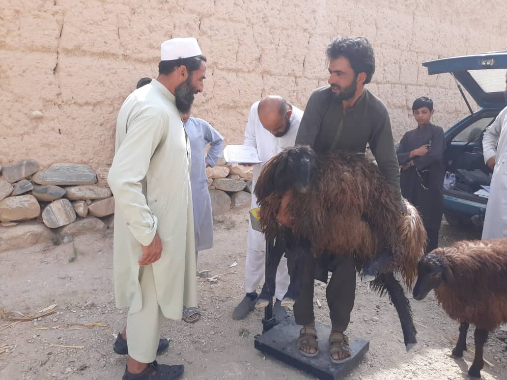 د ننګرهار سرخ رود کې یوشمېر مالداران وروزل شوه
