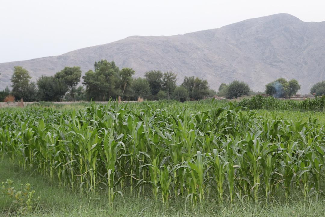 د ننګرهار کانال شرکت هډې فارم په ۲۰۰ جریبه ځمکه جوار کرل شوي