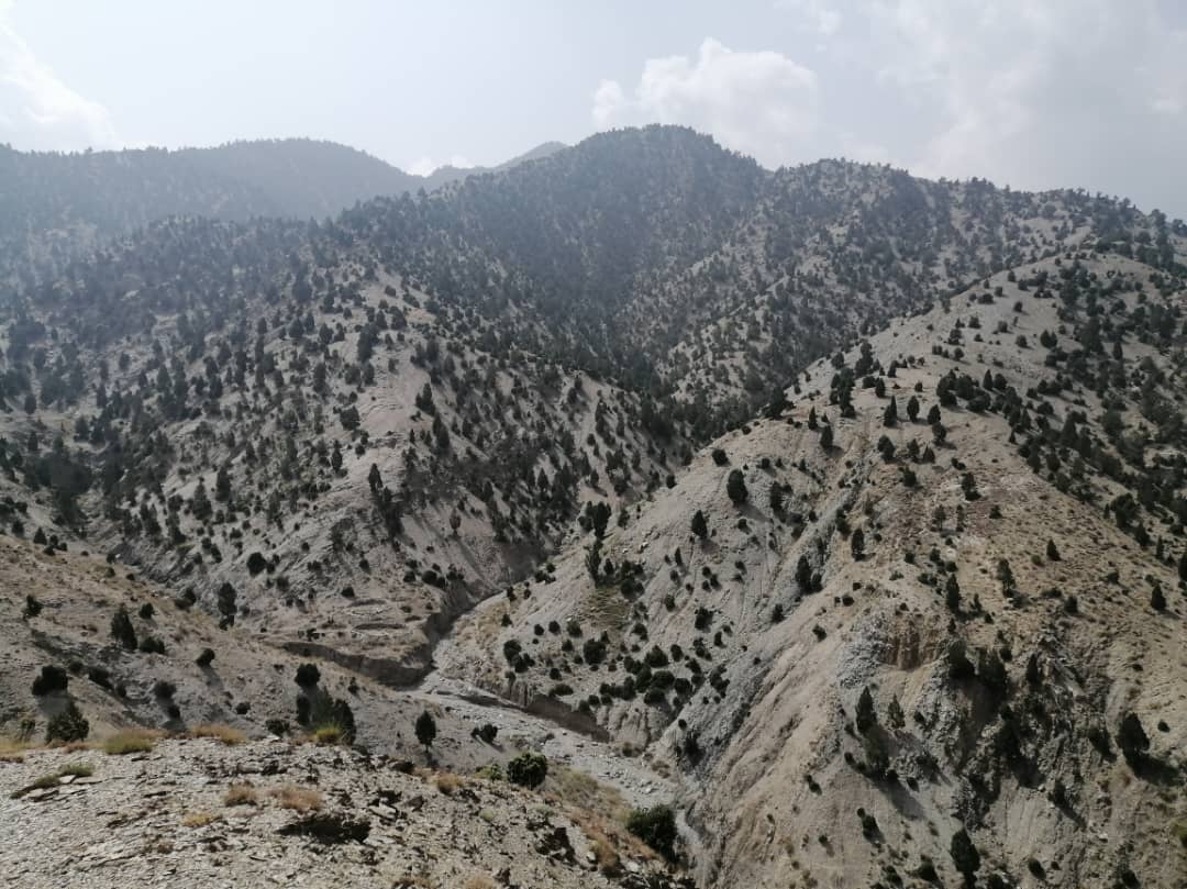 خوست کې د جلغوزیو ځنګلونو د بیارغونې او پراختیا په پار هڅې