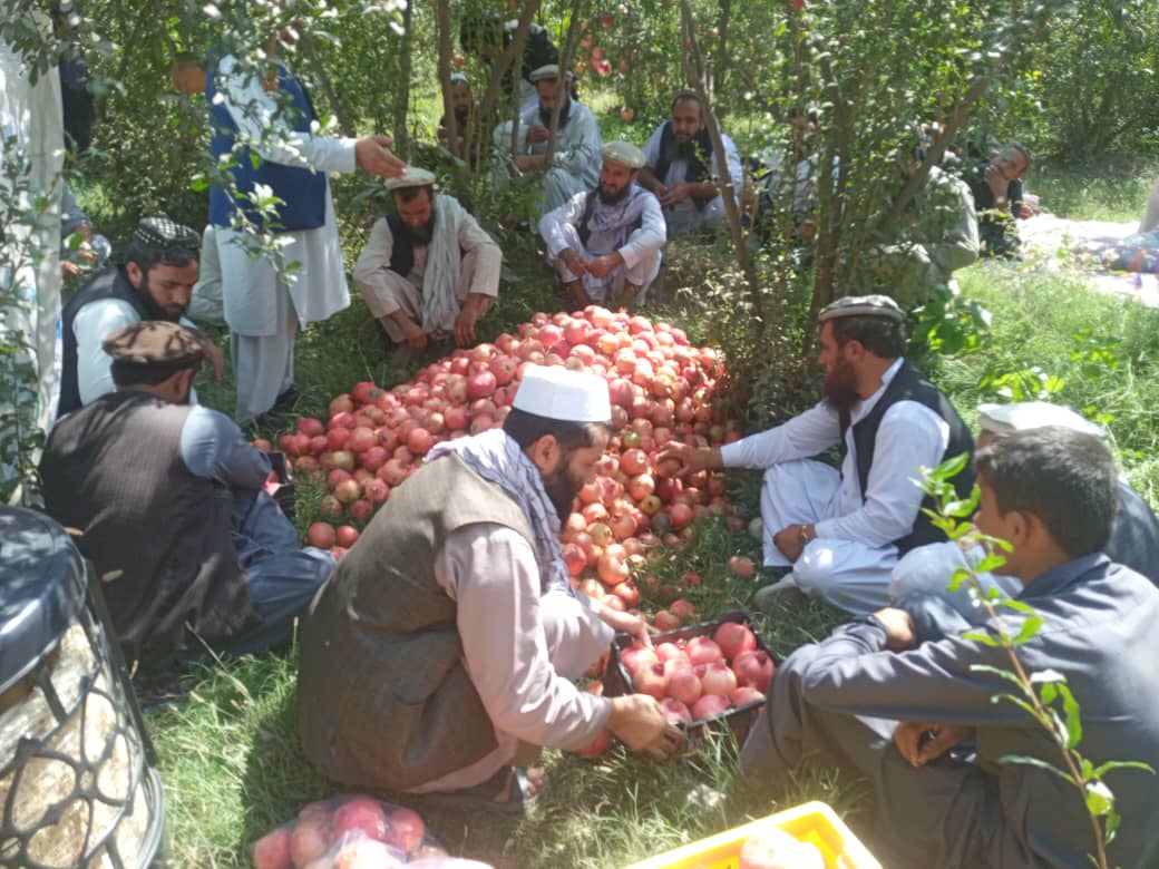 آموزش دهی باغداران انار در ولسوالی تگاب ولایت کاپیسا