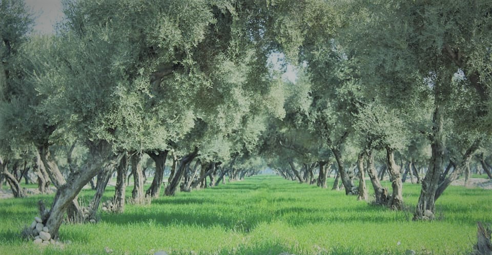 د ننګرهار کانال ریاست په ۵۰۰ جریبه ځمکه د زیتونو بڼونه جوړ شوي دي