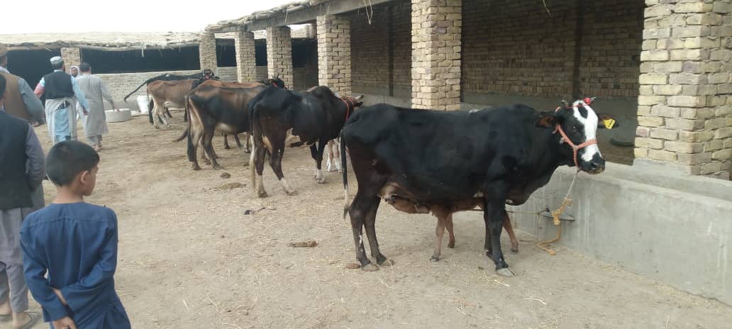 برای ۲۰ فامیل در مرکز ولایت کندز گاوهای شیری توزیع گردید