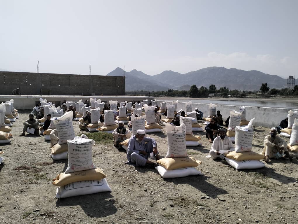 ننګرهار کې په څه باندې  ۲۸ زره بزګرانو د غنمو اصلاح شوي تخمونو او کیمیاوي سرو وېش لړۍ پیل شو