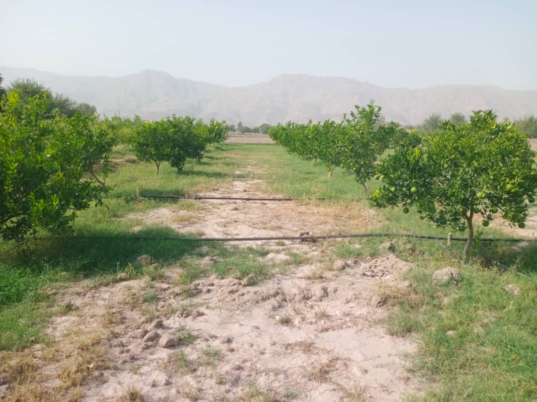 میکانیزه کرنې په پار هڅې: ننګرهار کې د څاڅکې اوبوخور سیسټم فعال شو