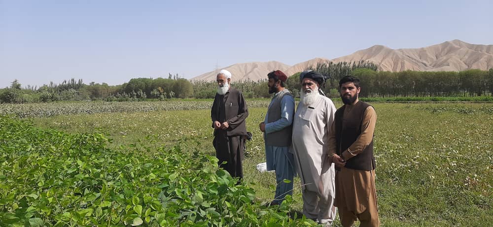 نظارت از قطعات نمايشى نبات سویابین در ولایت بغلان