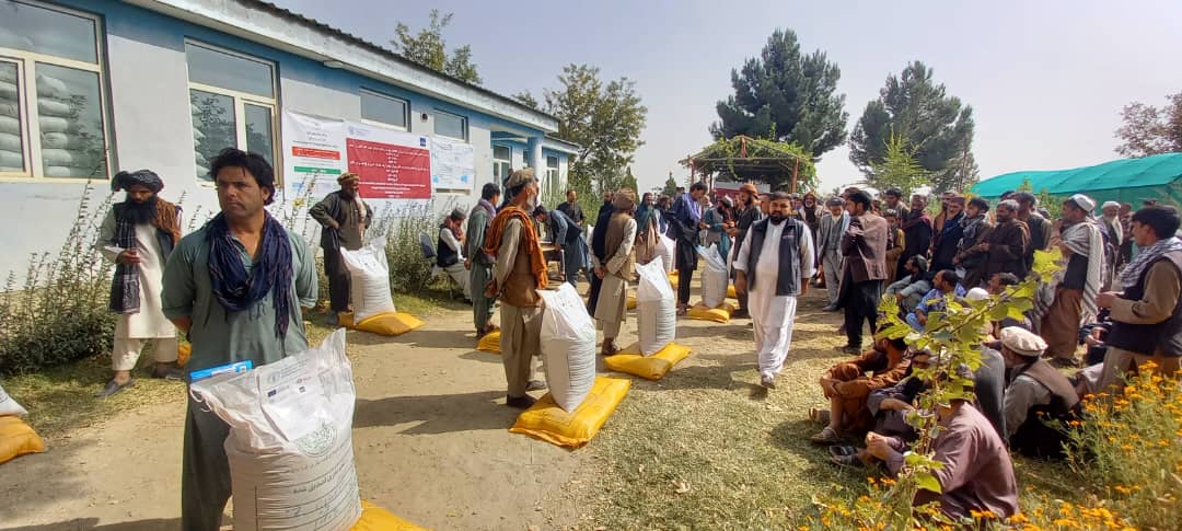 آغاز توزیع تخم اصلاح شده گندم بذری و  برای ۹۰۰ دهقانِ ولسوالی استالف کابل 