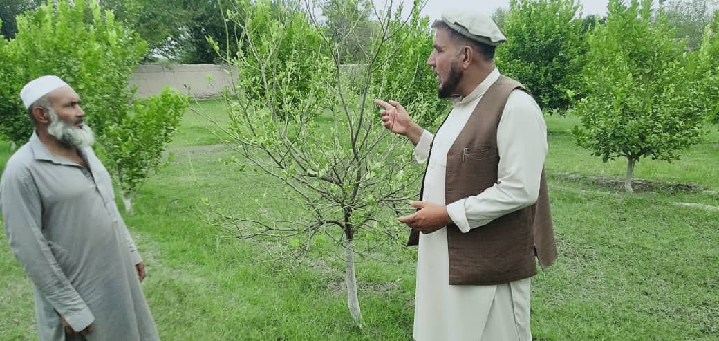ننګرهار کې د کروندو خوندیتوب په پار هڅې؛ سلګونه جریبه ځمکې له ناروغیو پاکې شوي دي