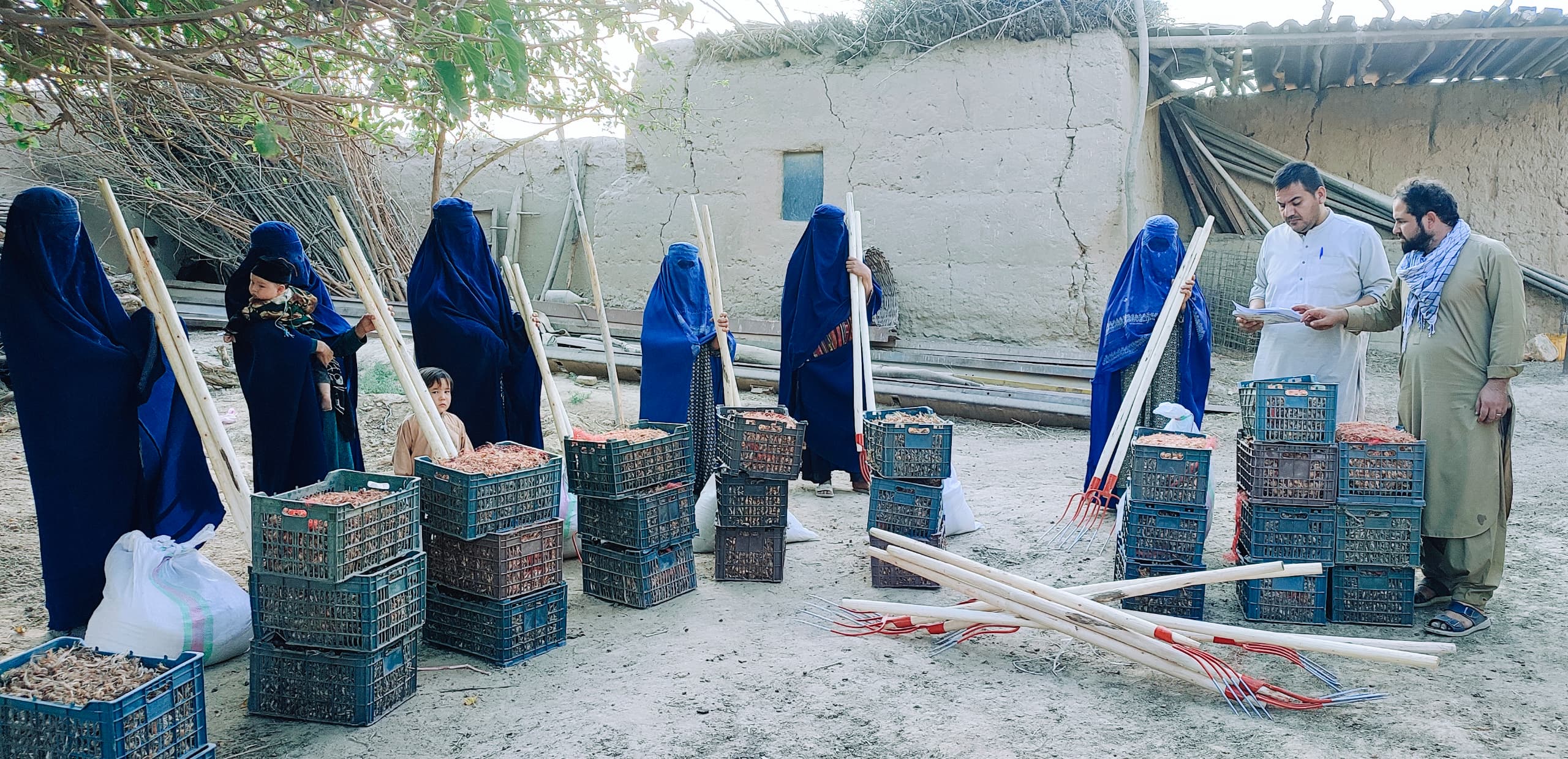 توزیع پیاز زعفران و بسته‌های زراعتی برای ۸۲ دهقان در ولایت کندز