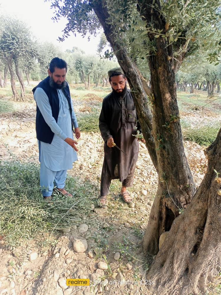 د زيتونو حاصلاتو لوړولو په پار د ننګرهار کانال شرکت هڅې