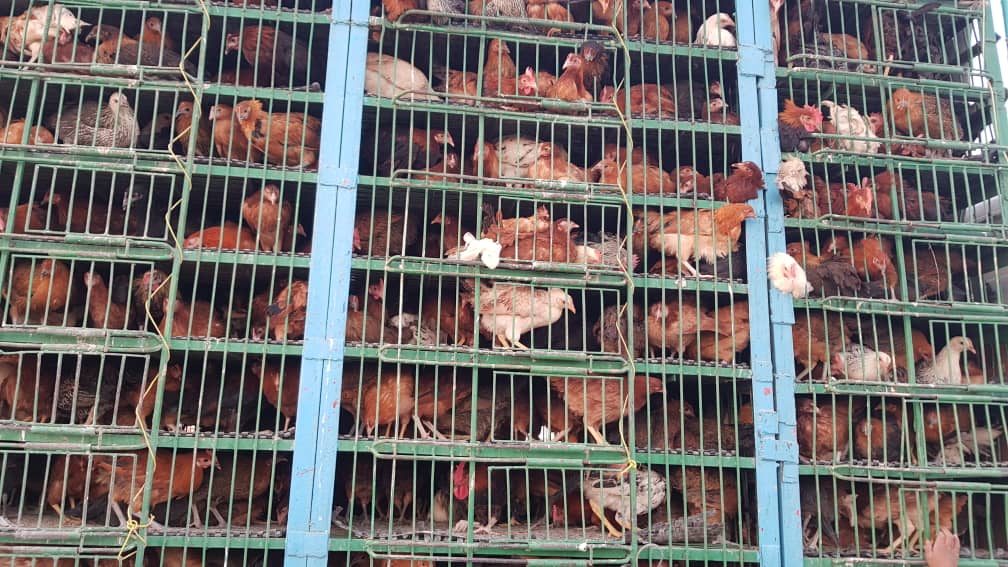 د نیمروز چهاربرجک کې ۱۰۰ اړمنو کورنیو ته د هګیو چرګانو واړه فارمونه جوړ شول