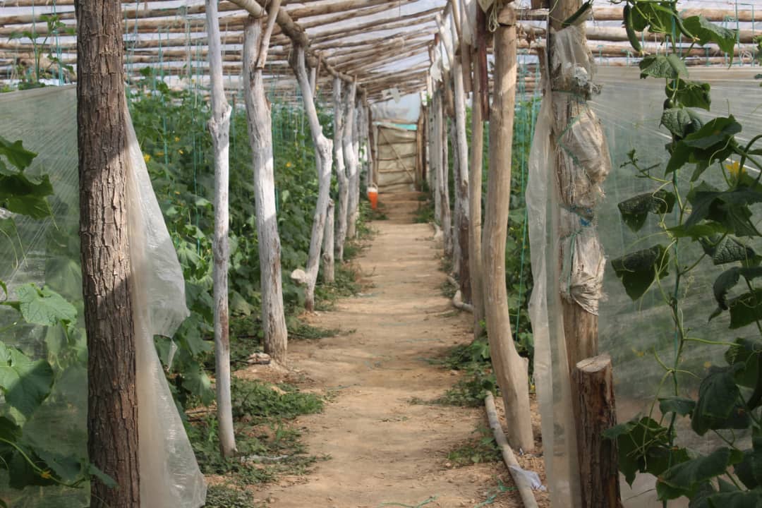 د لغمان باباصاحب په شنوخونو کې د بادرنګو حاصلات زیات شوي دي