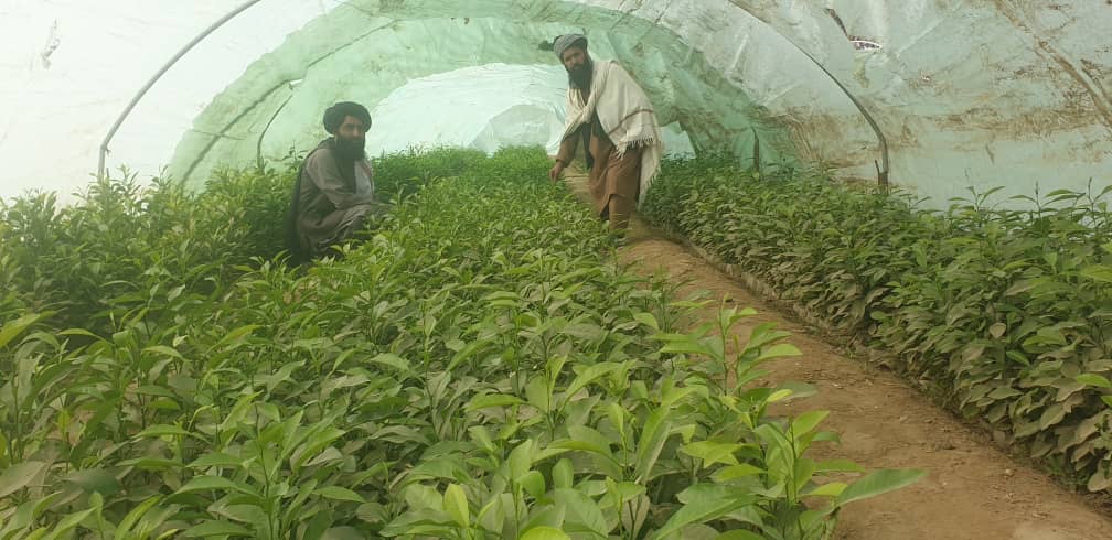 د هلمند دکرنې ریاست: له مرکز څخه راغلي پلاوي د نیالګیو د تولید له قوریې څخه لیدنه وکړه 