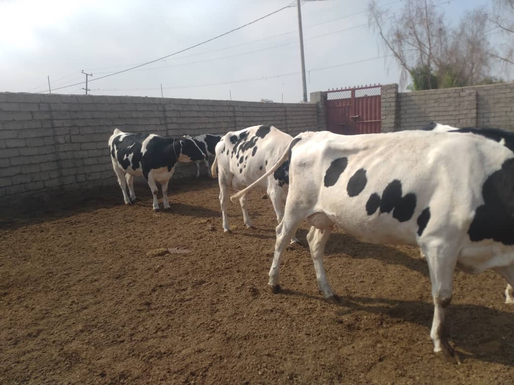 هلمند کې د شېدو غواګانو روزلو فارم لرونکو ټولنه جوړه شوه