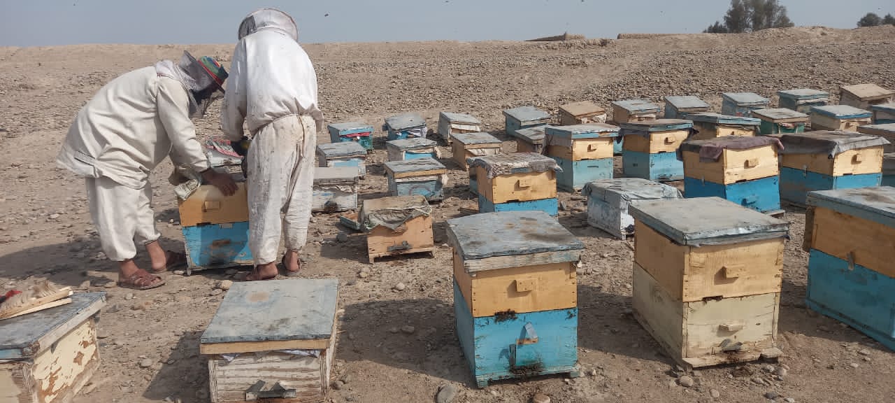 هلمند کې د شاتو تولیدات په زیاتېدو دي