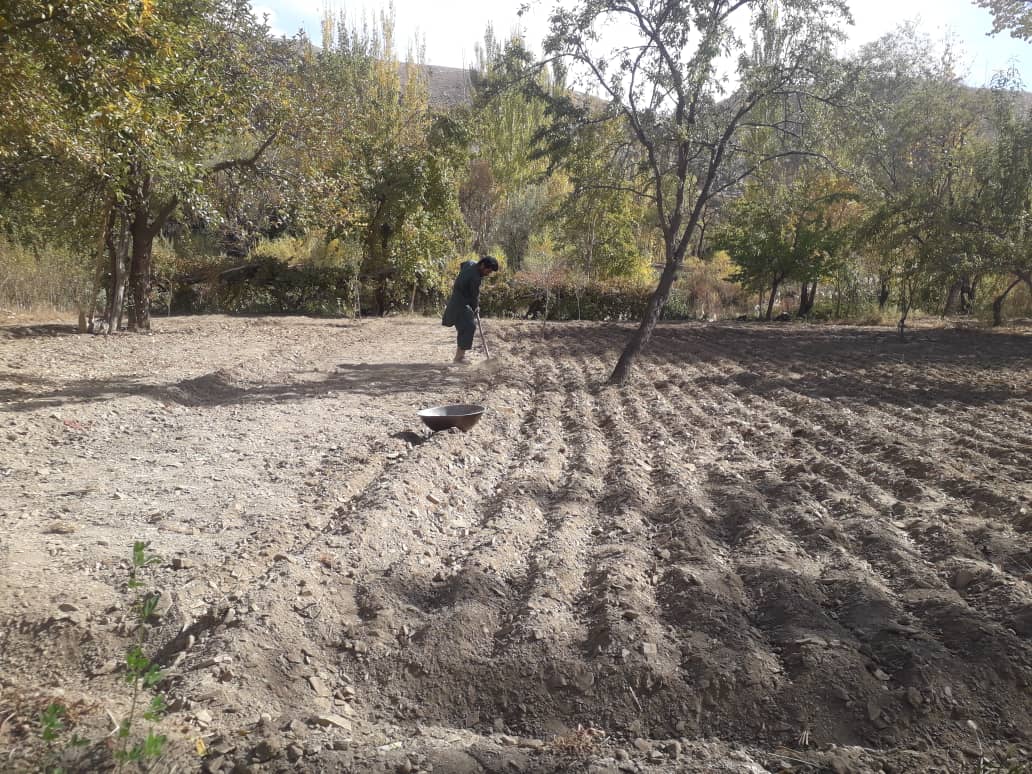 کشت گندم به شیوه قطاری برای شماری از دهقانان ولایت دایکندی آموزش داد شد 