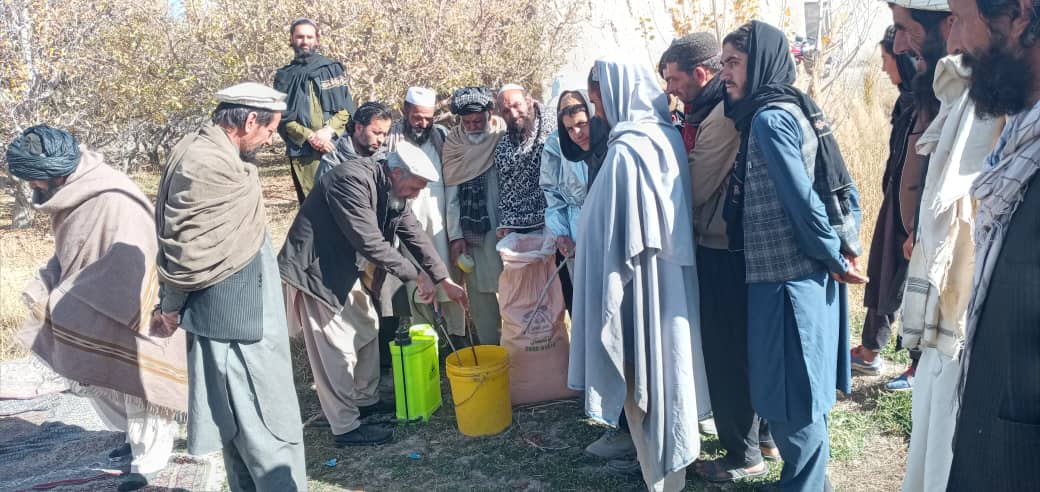 پکیتا کې د ونو افتونو او ناروغیو مخنیوي په پار کمپاین پیل شو