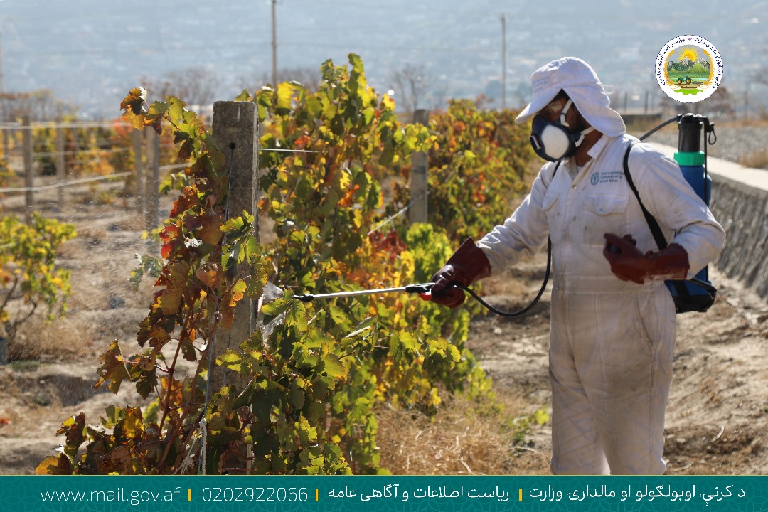 د کرنې وزارت له خوا د مېوه لرونکو ونو د درمل شیندلو «یوریا اسپرې» خزاني کمپاین پیل شو