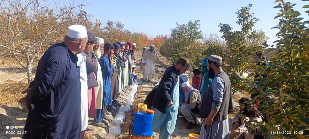 لوګر کې د مېوه لرونکو ونو د درمل شيندلو «یوریا اسپرې» خزاني کمپاین پیل شو