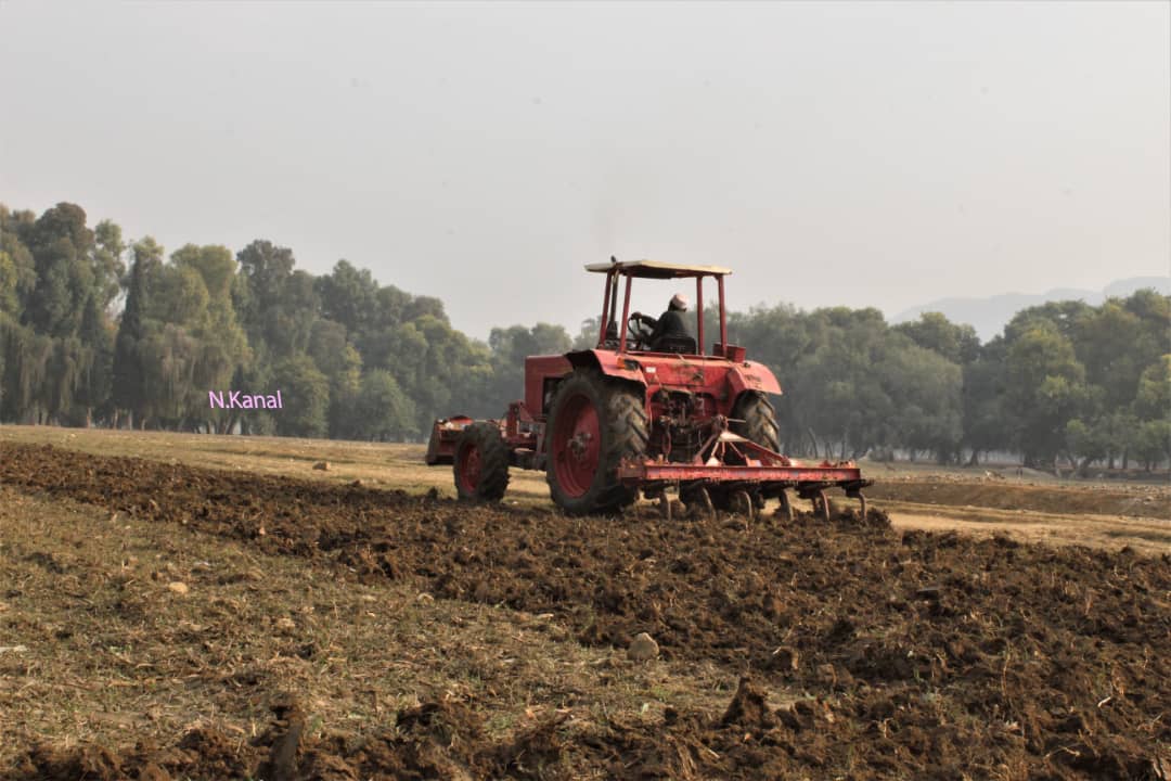 د ننګرهار کانال شرکت؛ دهډې فارم په ۵۱۹ جریبه ځمکه کې د غنمو اصلاح شوي تخمونو کرکیله پیل شو