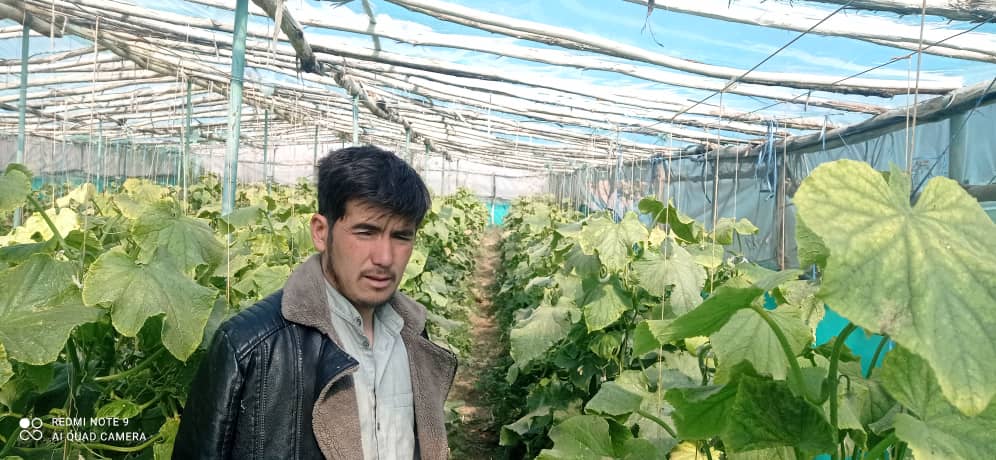 از سبزخانههای سبزیجات در ولایت دایکندی نظارت گردید