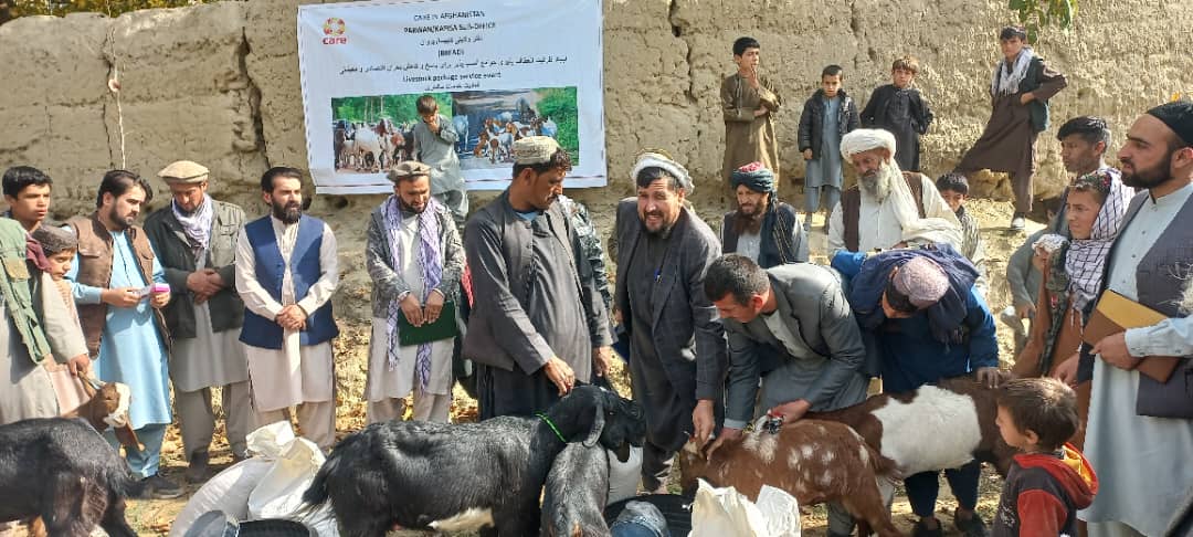 برای ۱۲۵ فامیل نیازمند ولایت کاپیسا بز و بزغاله توزیع گردید