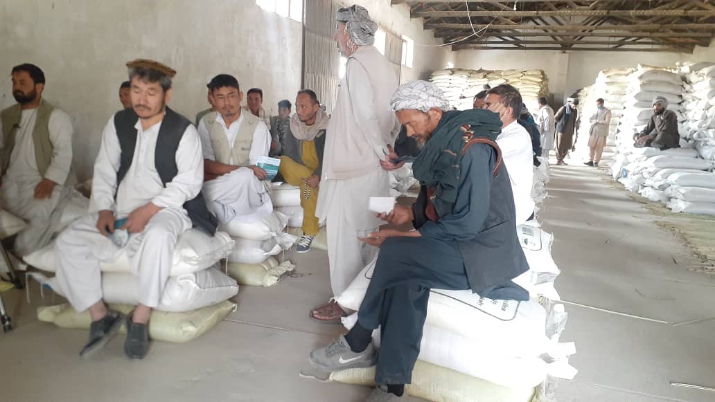 بغلان کې پر ١١ زره بزګرانو د غنمو اصلاح شویو تخمونو او کیمیاوي سرو  وېش لړۍ پیل شو