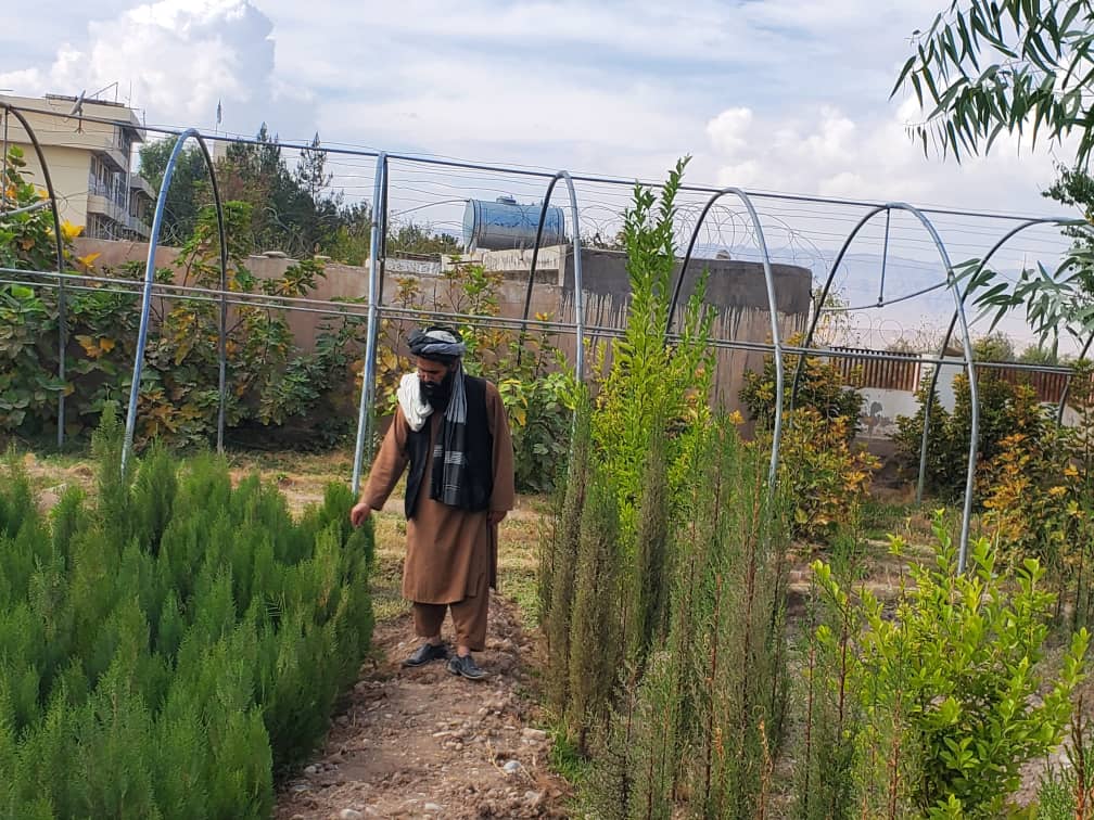 د کرنې وزارت پلاوي د اروزګان د نیالګیو تولید قوریې څخه لیدنه وکړه