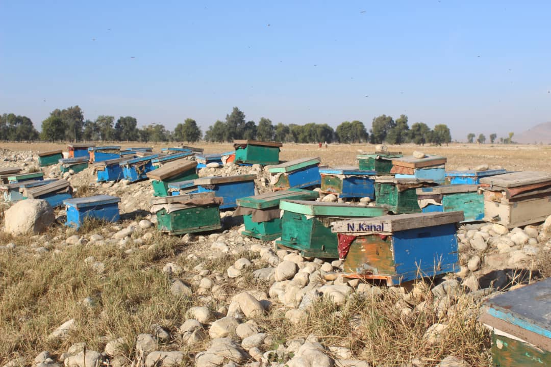 د ننګرهارکانال شرکت په څلور ګونو فارمونو کې د شاتو مچیو د روزنې کاروبار غوړېدلی