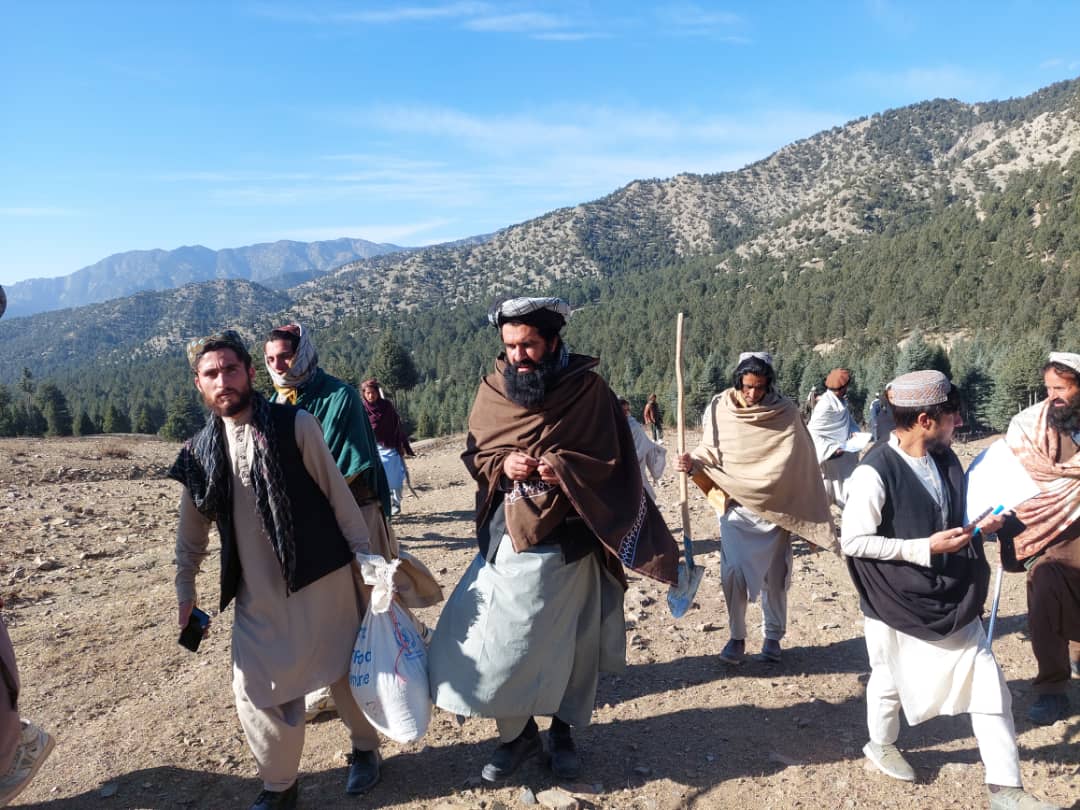 پکتیکا کې د جلغوزیو ځنګلونو د پراختیا په پار هلې ځلې