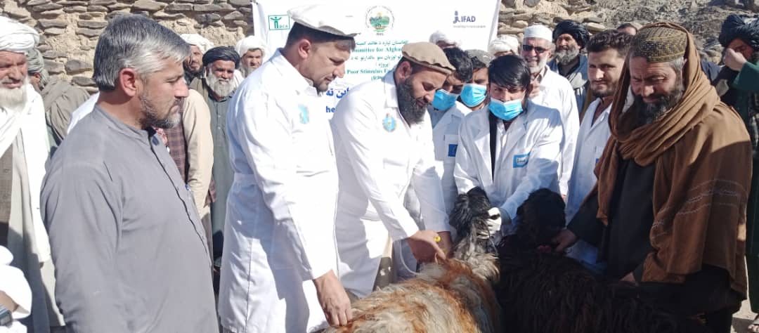 لغمان کې سلګونو څارویو ته د واکسینونو پلي کولو چارې پیل شوې