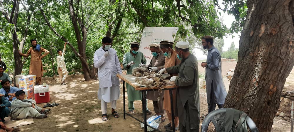 د ننګرهار په لسو ولسوالیو کې د کشمېرې او وړیو۲۴مرکزونه جوړ شول